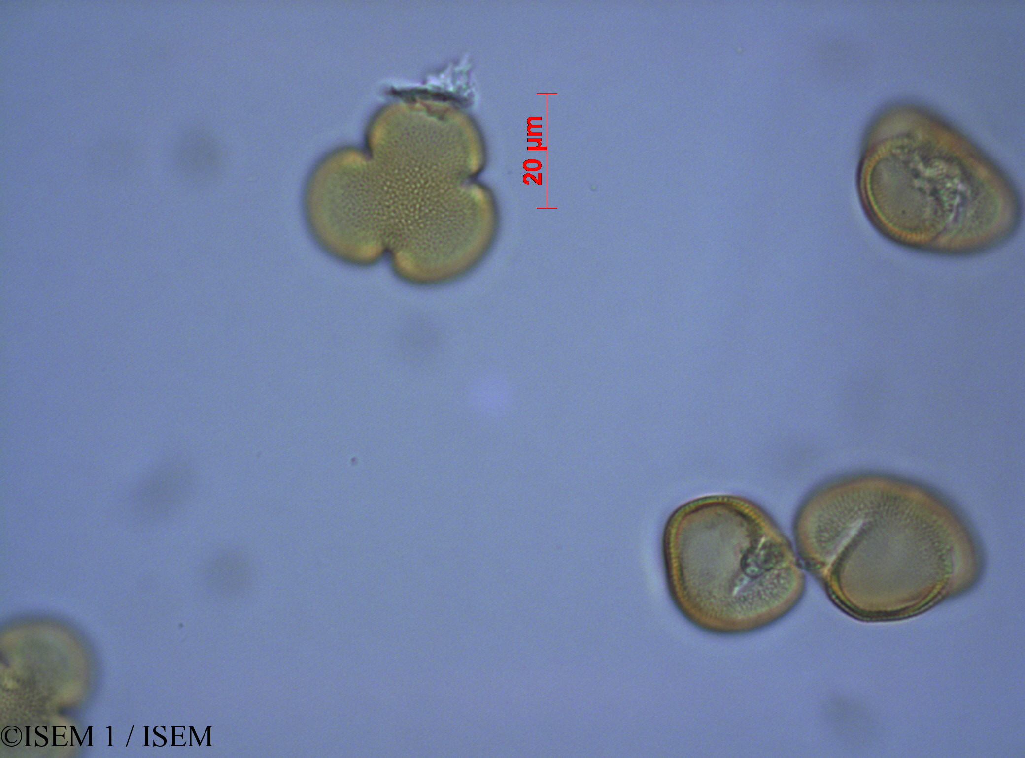 ISEM 1/Gunnera_magellanica_28075/Gunnera_magellanica_28075_0001(copy).jpg